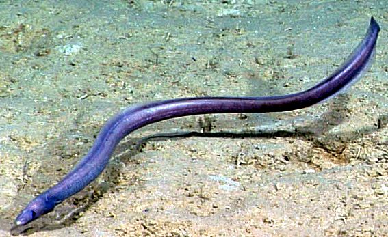 Synaphobranchus kaupii_02.jpg